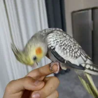 عروس هلندی