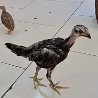 جوجه لاری