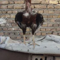 خروس لاری
