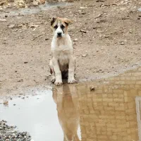 ماده خراسانی ۹۰روزه