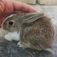 بچه خرگوش