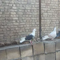 دوکت پلاکی.سرور پلاکی