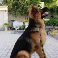 سگ ژرمن شولاین پسر