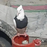 طوقی|پرنده|یزد, |دیوار