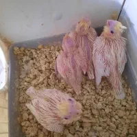 عروس هلندی