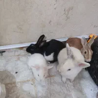 چهار عدد خرگوش دوتا لوپ