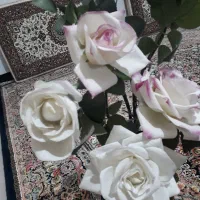 گل رز ساقه بلندمخمل