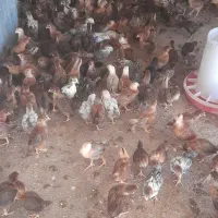 جوجه ۲ماهه