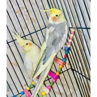 عروس هلندی مولد