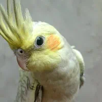 طوطی عروس هلندی  چلوندنی