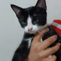 بچه گربه تاکسیدو