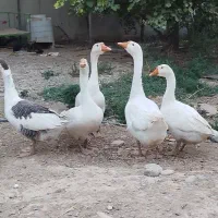 قوغاز|حیوانات مزرعه|پیشوا, |دیوار