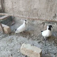 ۲جفت جوجه کفتر پرستویی