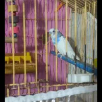 جفت مرغ عشق دستی معاوضه مرغ تخم گذار فقط شماره آخر