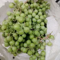 غوره پیکان و ترکمن