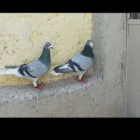 کفتر