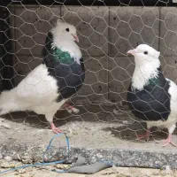 یک جفت کبوتر طوقی