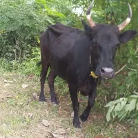 گاو چالوسی ابستن