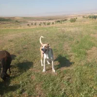 سگ گله ای فروشی