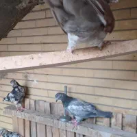دونه ای ۲۰۰