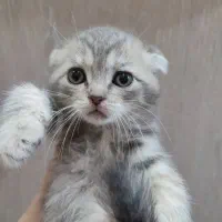 گربه اسکاتیش