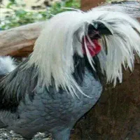 تخم نطفه دار