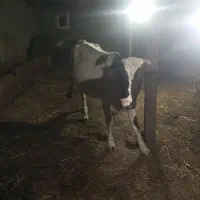 گاوهلندی دوماه بهر کرفته