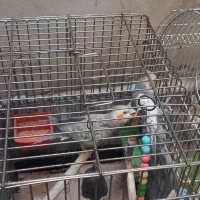 عروس هلندی|پرنده|تهران, سلیمانی|دیوار