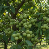 نهالستان فروش ویژه انواع نهال پربازده