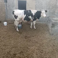 گاو‌شیری بالای ۲۰ کیلو شیر میده