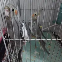 عروس هلندی تازه به دون اومده