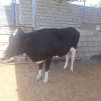 نخری زایده با گوساله