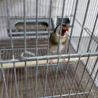 سهره چهارگل (سره)