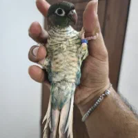 گرینچیک