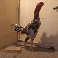 خروس لاری دانگ بالا شجره دار معاوضه