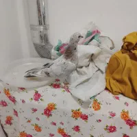 جوجه دسپر سیاه گمشده