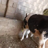 فروش گوساله نر سمنتال