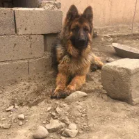 سگ ژرمن شپرد شولاین کینگ
