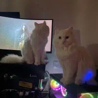 گربه پرشین نر