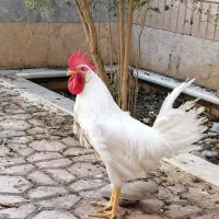 جوجه مرغ محلی و خروس سفید بالغ ماشینی