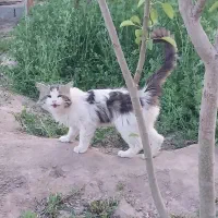 گربه|گربه|رفسنجان, |دیوار