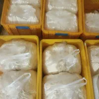 گز شل خمیر برای سوهان گزی