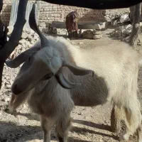 نربز|حیوانات مزرعه|بالا ولایت, |دیوار
