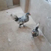 جوجه 3 ماهه سبرایت سیلور