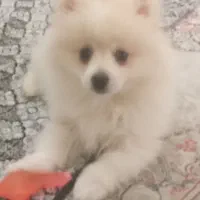 سگ نر توله دو ماهه