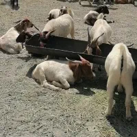 5راس چپش بخته دربافت