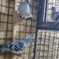 سه عدد بدرنگ شامی موشی