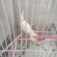 فروش