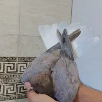 دم سفید|پرنده|اهواز, زرگان|دیوار