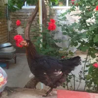 یک عدد مرغ روستایی جوان کرچ شده
